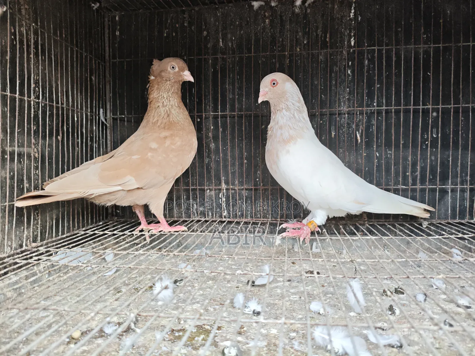 সিঙ্গেল নর