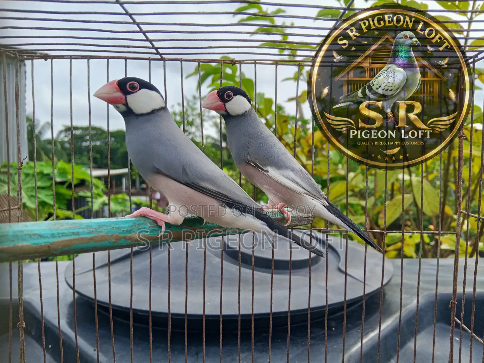 One Pair of Running Black Java Sparrows