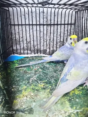 A pair of Violet Clearwing Rainbow Budgerigar birds for exchange