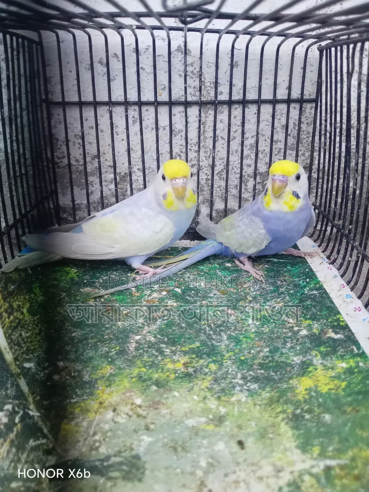 A pair of Violet Clearwing Rainbow Budgerigar birds for exchange