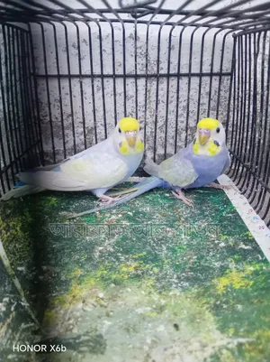 A pair of Violet Clearwing Rainbow Budgerigar birds for exchange