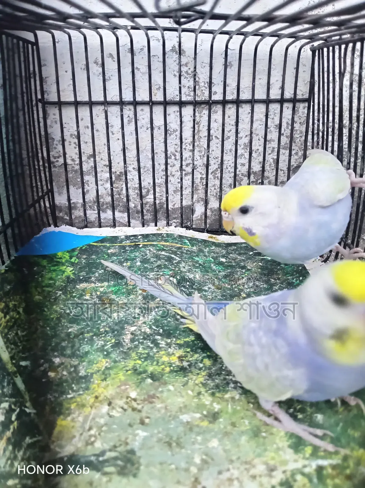 A pair of Violet Clearwing Rainbow Budgerigar birds for exchange