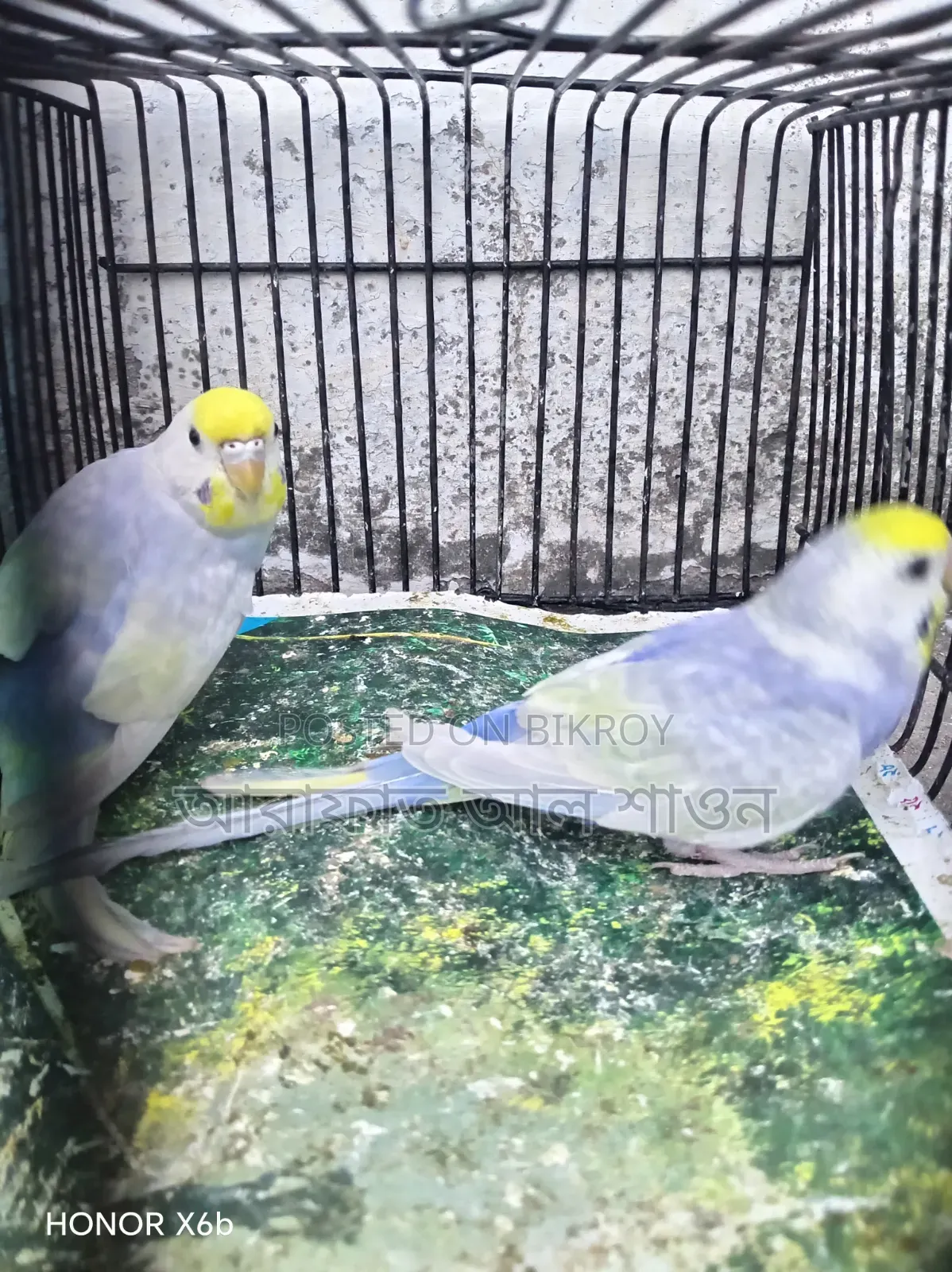 A pair of Violet Clearwing Rainbow Budgerigar birds for exchange