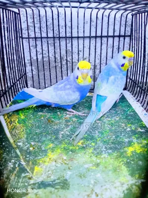 A pair of Sky Blue Rainbow Budgie birds will be exchanged.