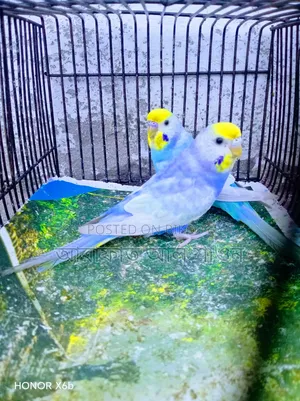 A pair of Sky Blue Rainbow Budgie birds will be exchanged.