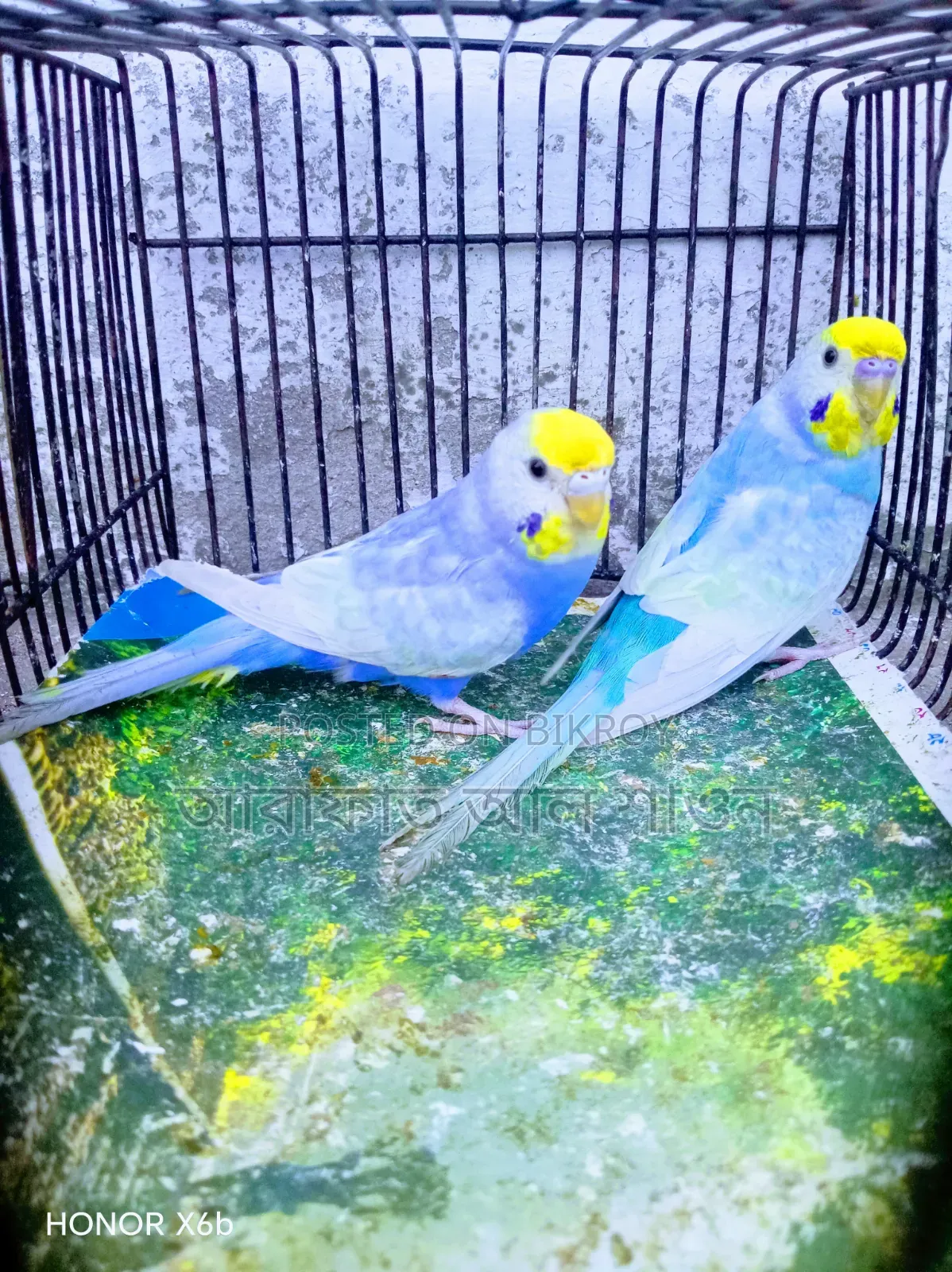 A pair of Sky Blue Rainbow Budgie birds will be exchanged.