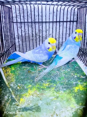 A pair of Sky Blue Rainbow Budgie birds will be exchanged.