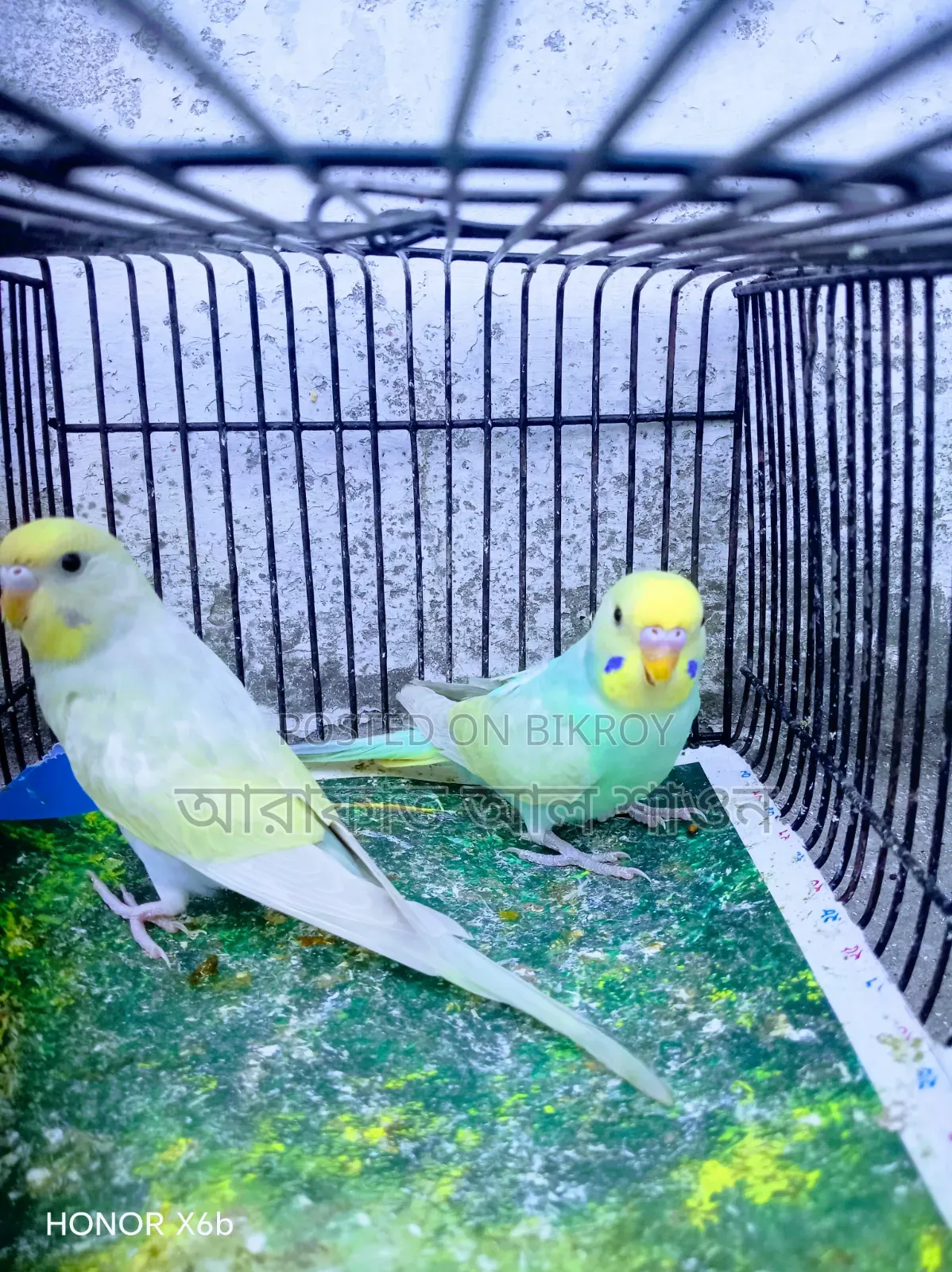 A pair of Sky Blue Rainbow Budgerigar birds for exchange.