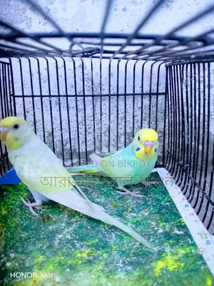 A pair of Sky Blue Rainbow Budgerigar birds for exchange.