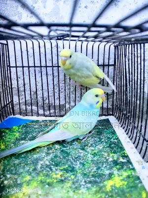 A pair of Sky Blue Rainbow Budgerigar birds for exchange.