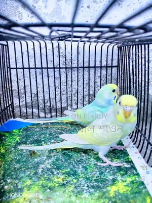 A pair of Sky Blue Rainbow Budgerigar birds for exchange.