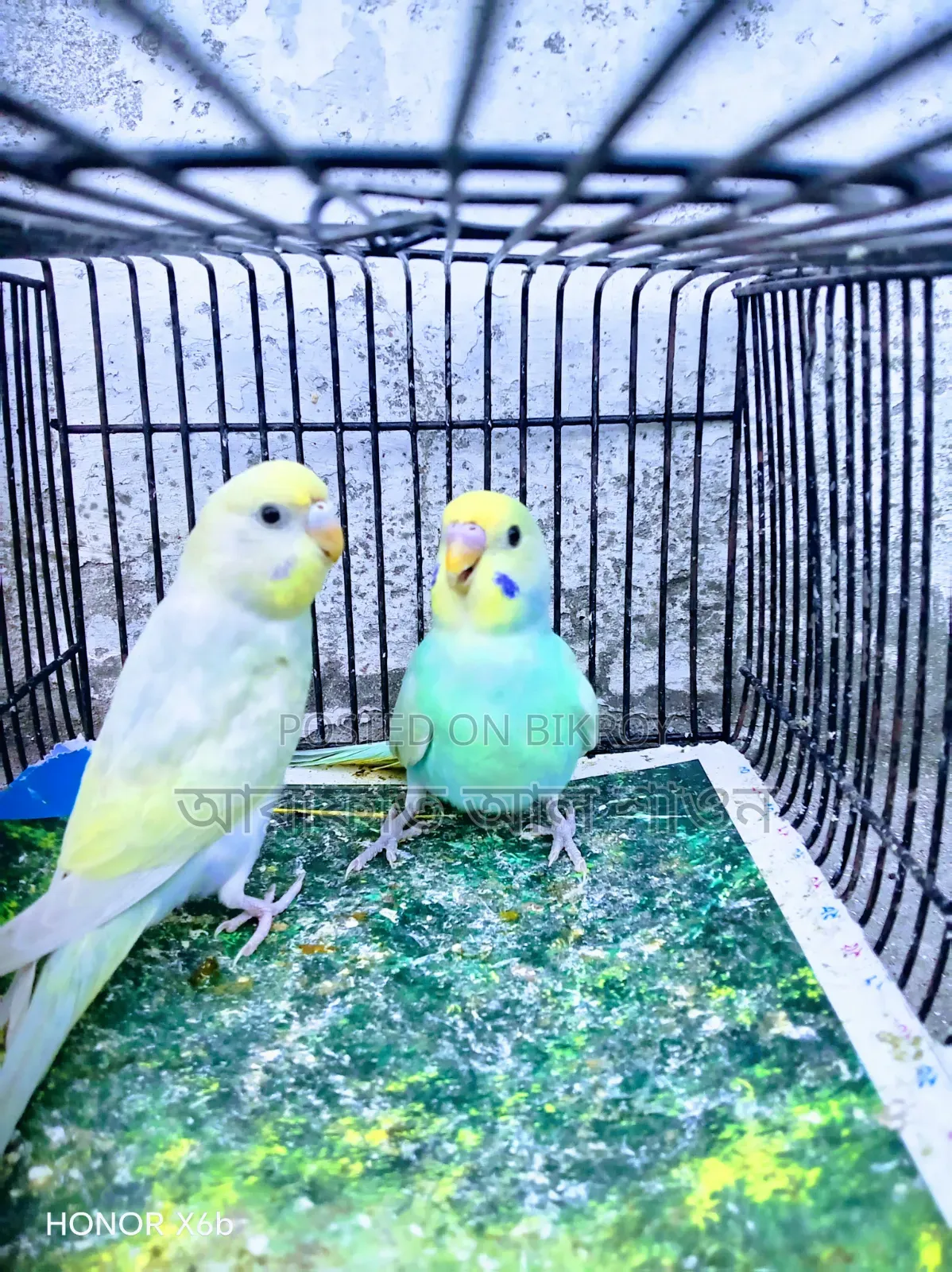 A pair of Sky Blue Rainbow Budgerigar birds for exchange.