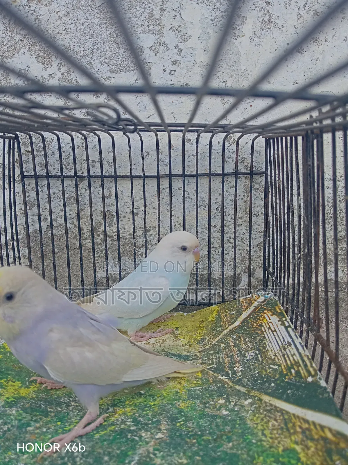 একজোড়া সেমি এডাল বাজিকার পাখি বিক্রি হবে