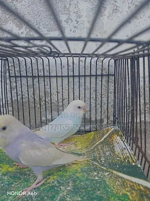 একজোড়া সেমি এডাল বাজিকার পাখি বিক্রি হবে