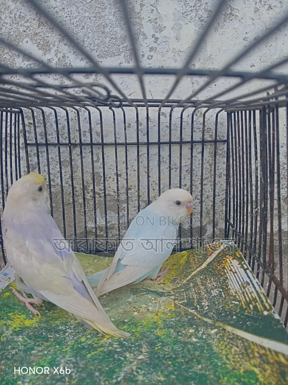 একজোড়া সেমি এডাল বাজিকার পাখি বিক্রি হবে