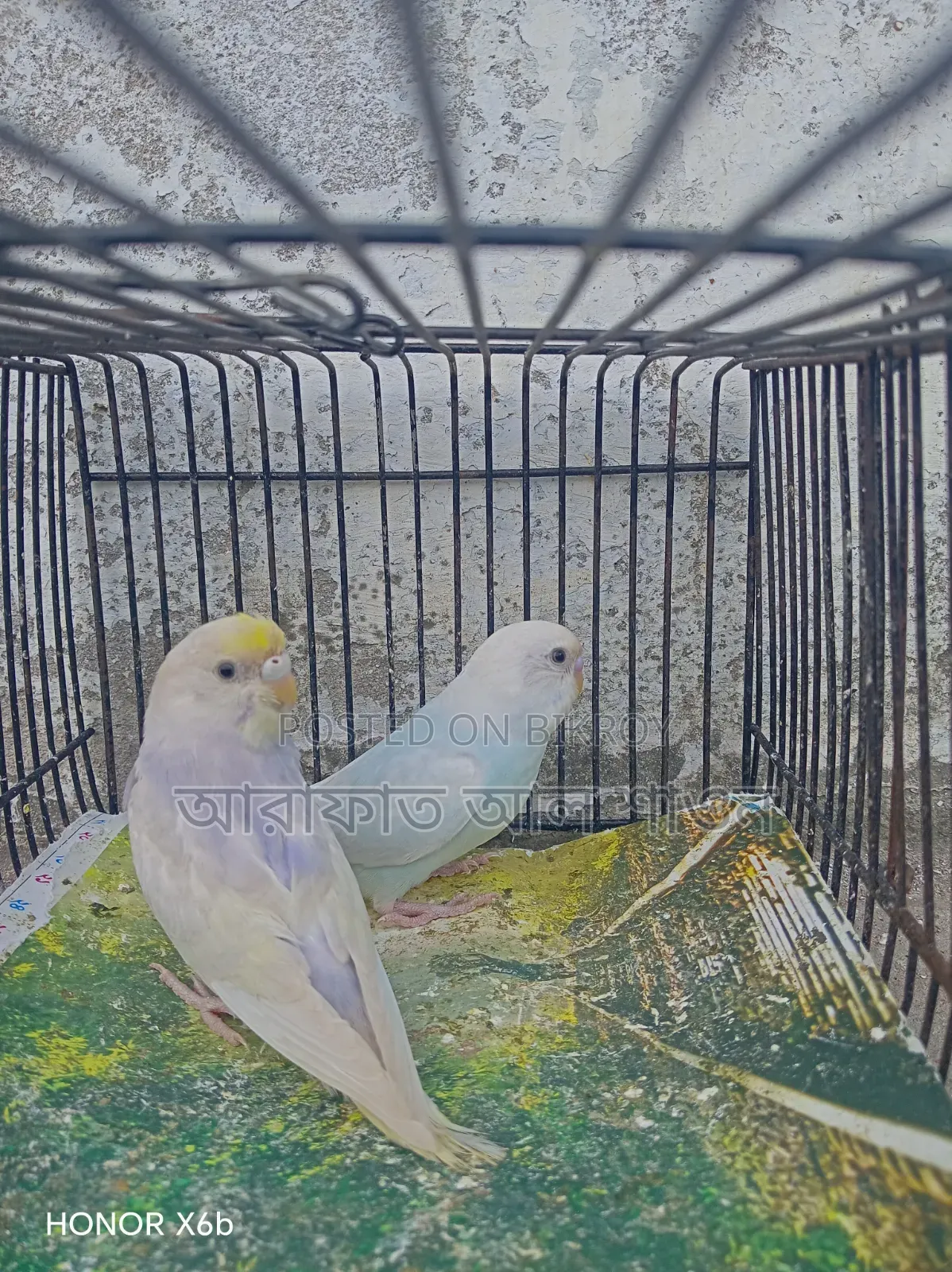 একজোড়া সেমি এডাল বাজিকার পাখি বিক্রি হবে