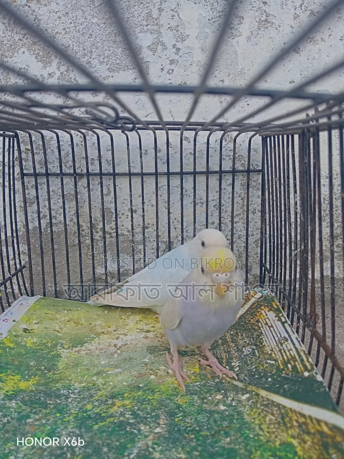 একজোড়া সেমি এডাল বাজিকার পাখি বিক্রি হবে