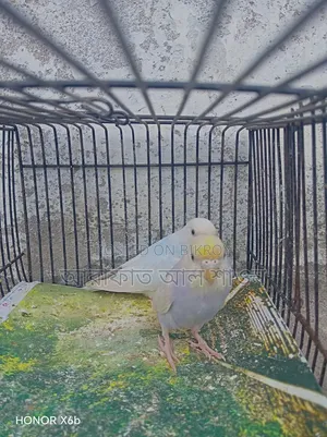 একজোড়া সেমি এডাল বাজিকার পাখি বিক্রি হবে