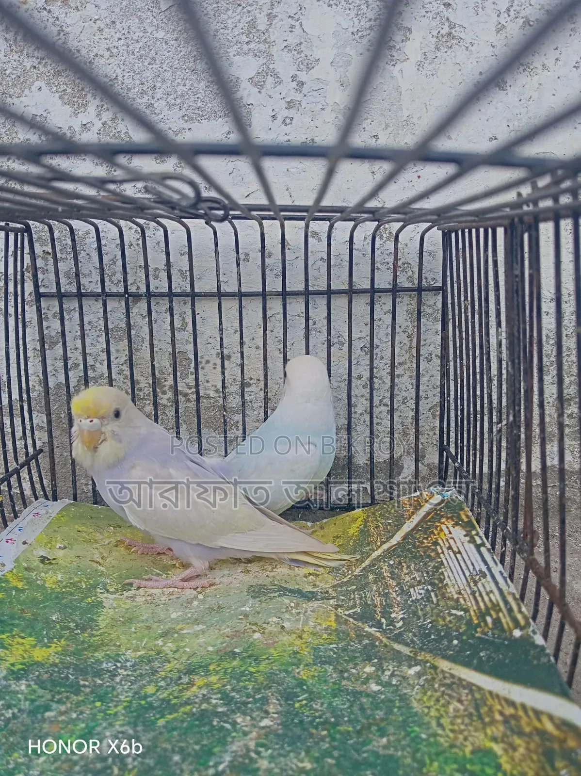 একজোড়া সেমি এডাল বাজিকার পাখি বিক্রি হবে