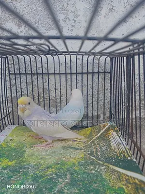 একজোড়া সেমি এডাল বাজিকার পাখি বিক্রি হবে