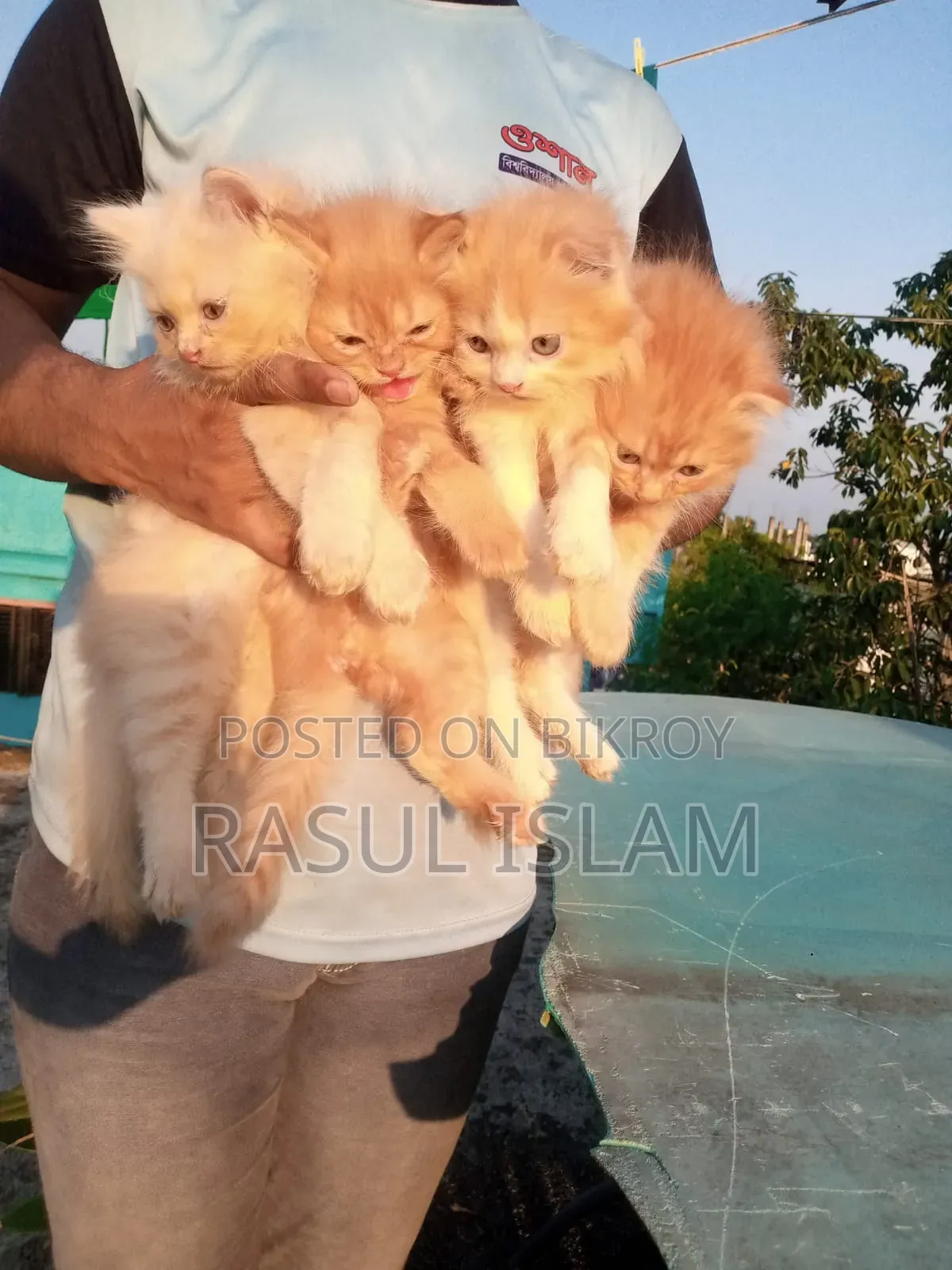০-১ মাস বয়সী নারী খাঁটি পার্সিয়ান