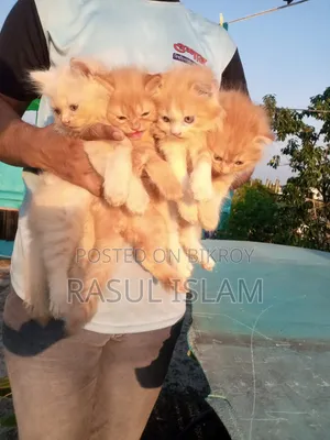 ০-১ মাস বয়সী নারী খাঁটি পার্সিয়ান