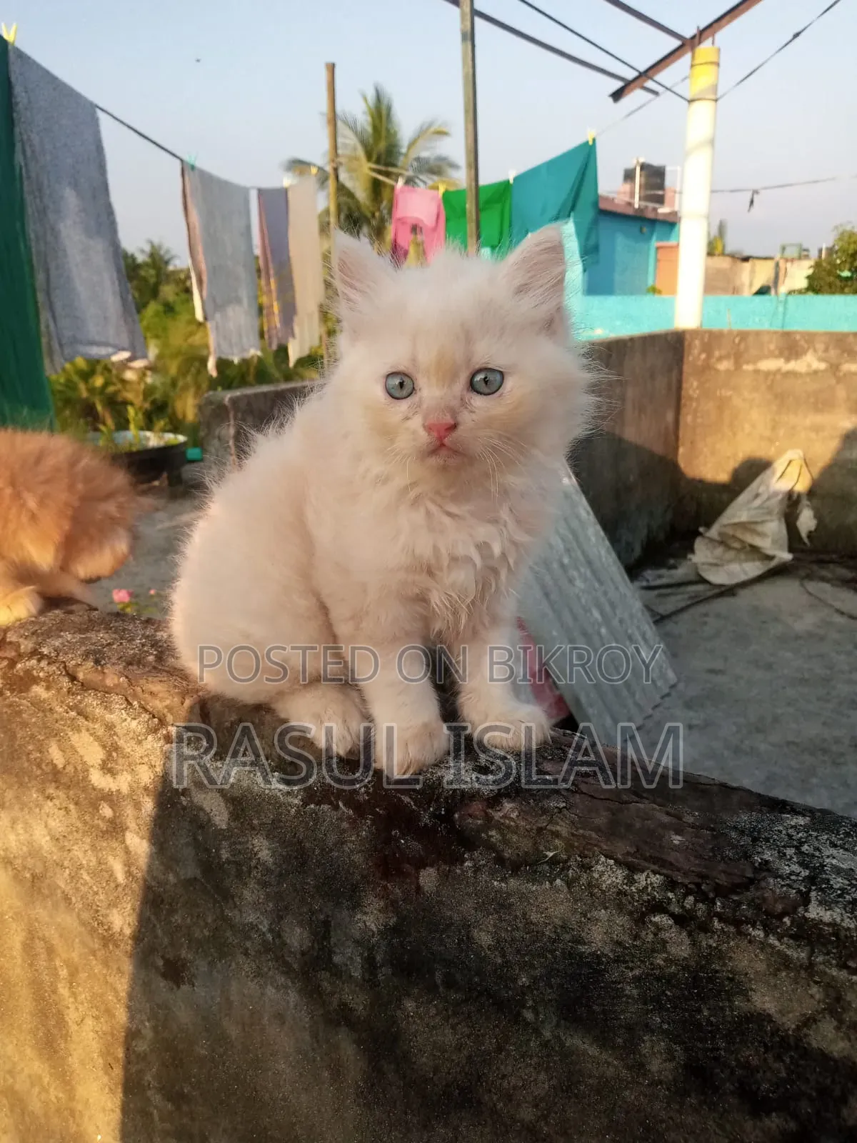 ০-১ মাস বয়সী নারী খাঁটি পার্সিয়ান