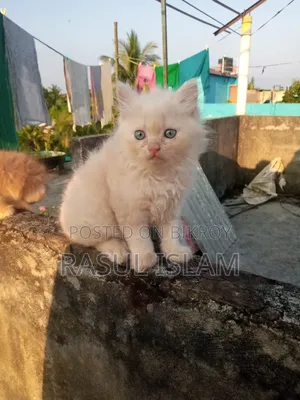 ০-১ মাস বয়সী নারী খাঁটি পার্সিয়ান