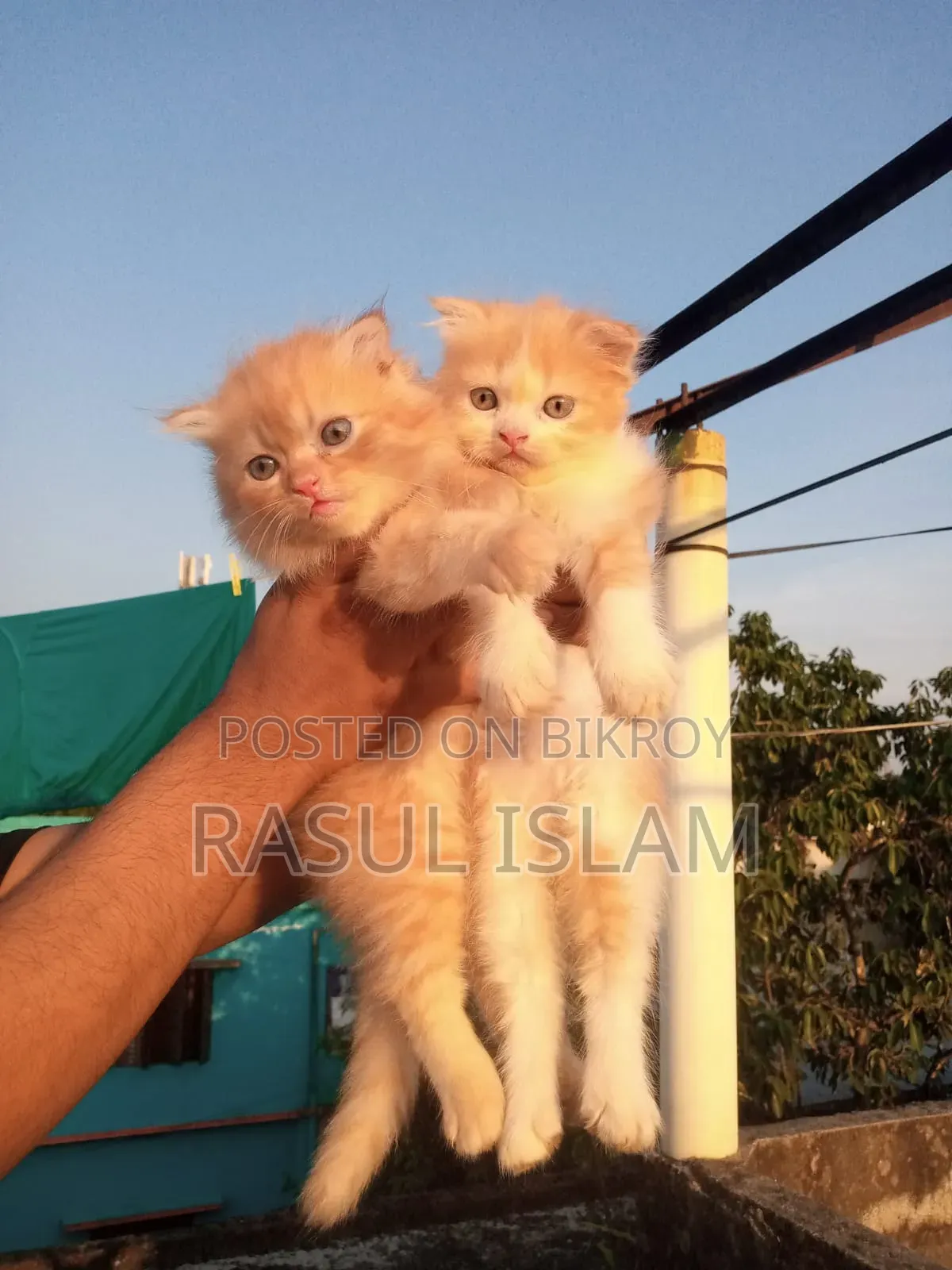 ০-১ মাস বয়সী নারী খাঁটি পার্সিয়ান