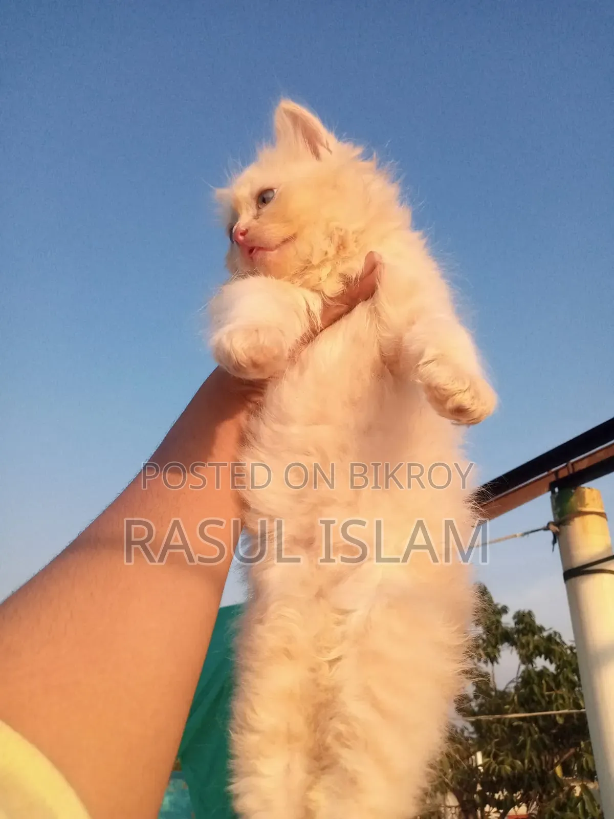 ০-১ মাস বয়সী নারী খাঁটি পার্সিয়ান