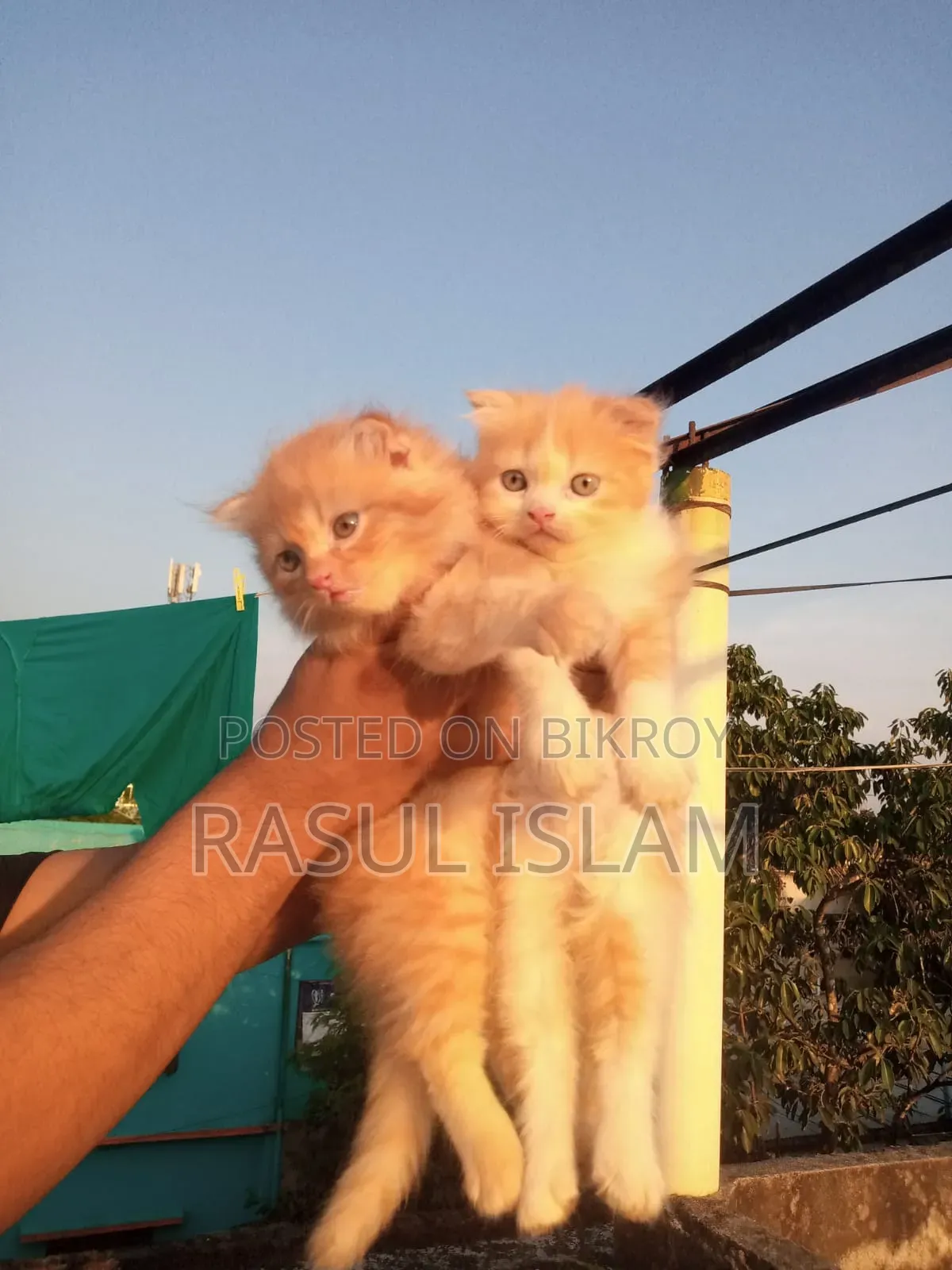 ০-১ মাস বয়সী নারী খাঁটি পার্সিয়ান
