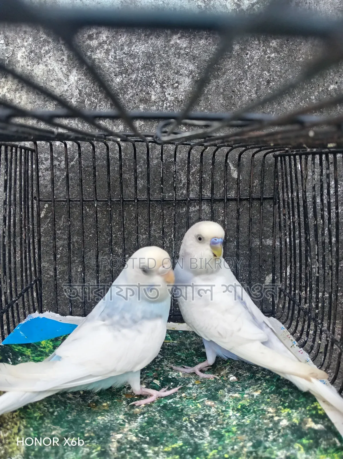 A pair of running clear wing pied budgie birds will be exchanged.