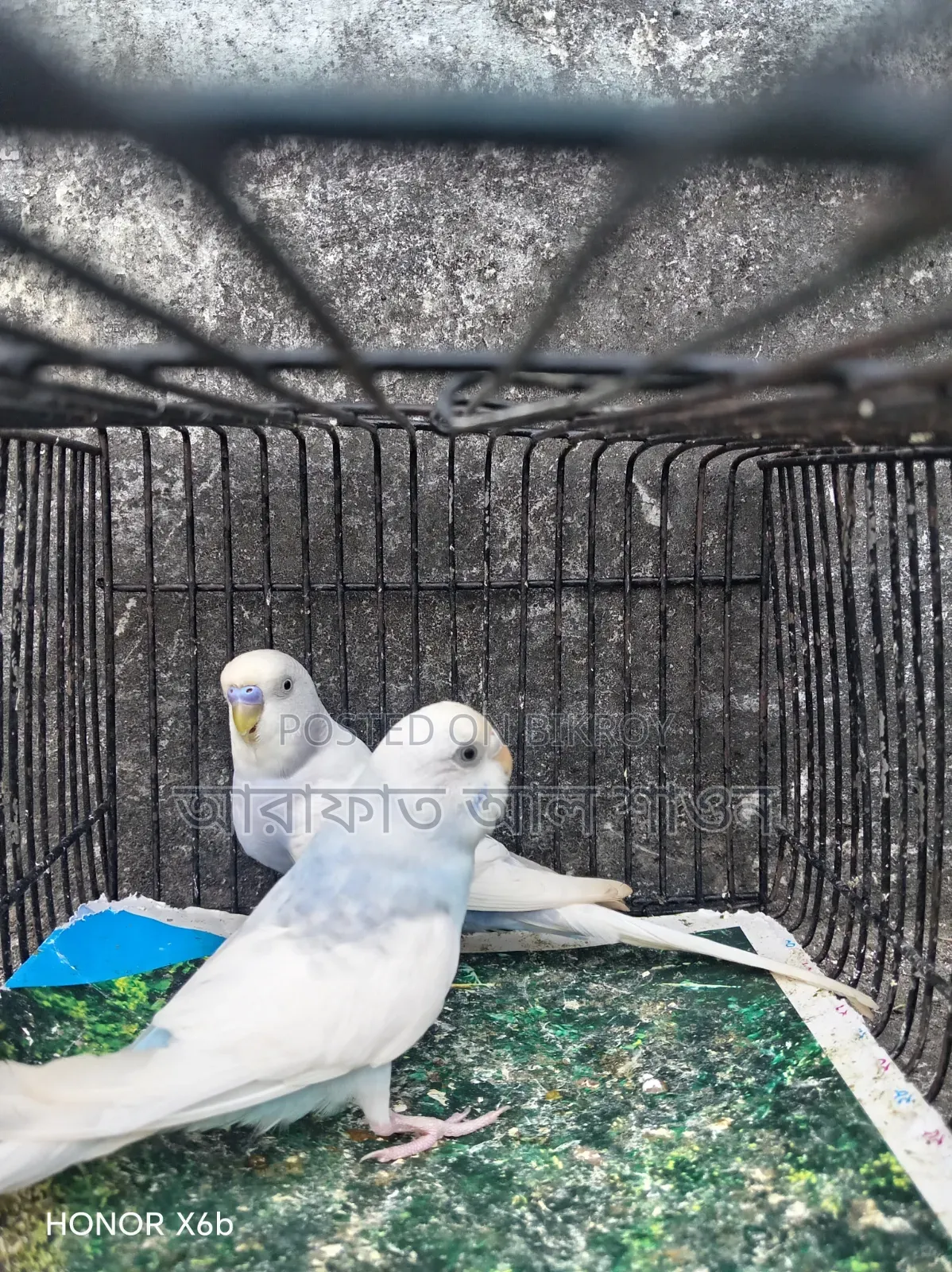 A pair of running clear wing pied budgie birds will be exchanged.