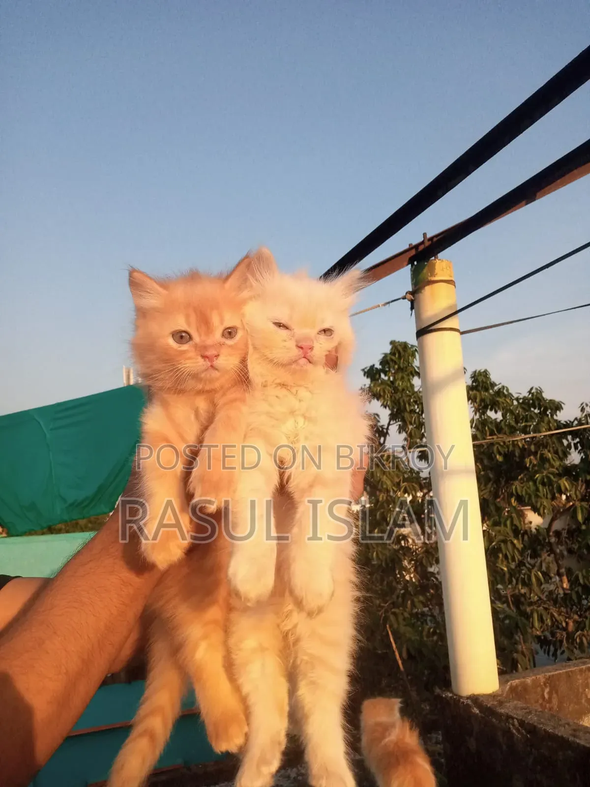০-১ মাস বয়সী নারী খাঁটি পার্সিয়ান