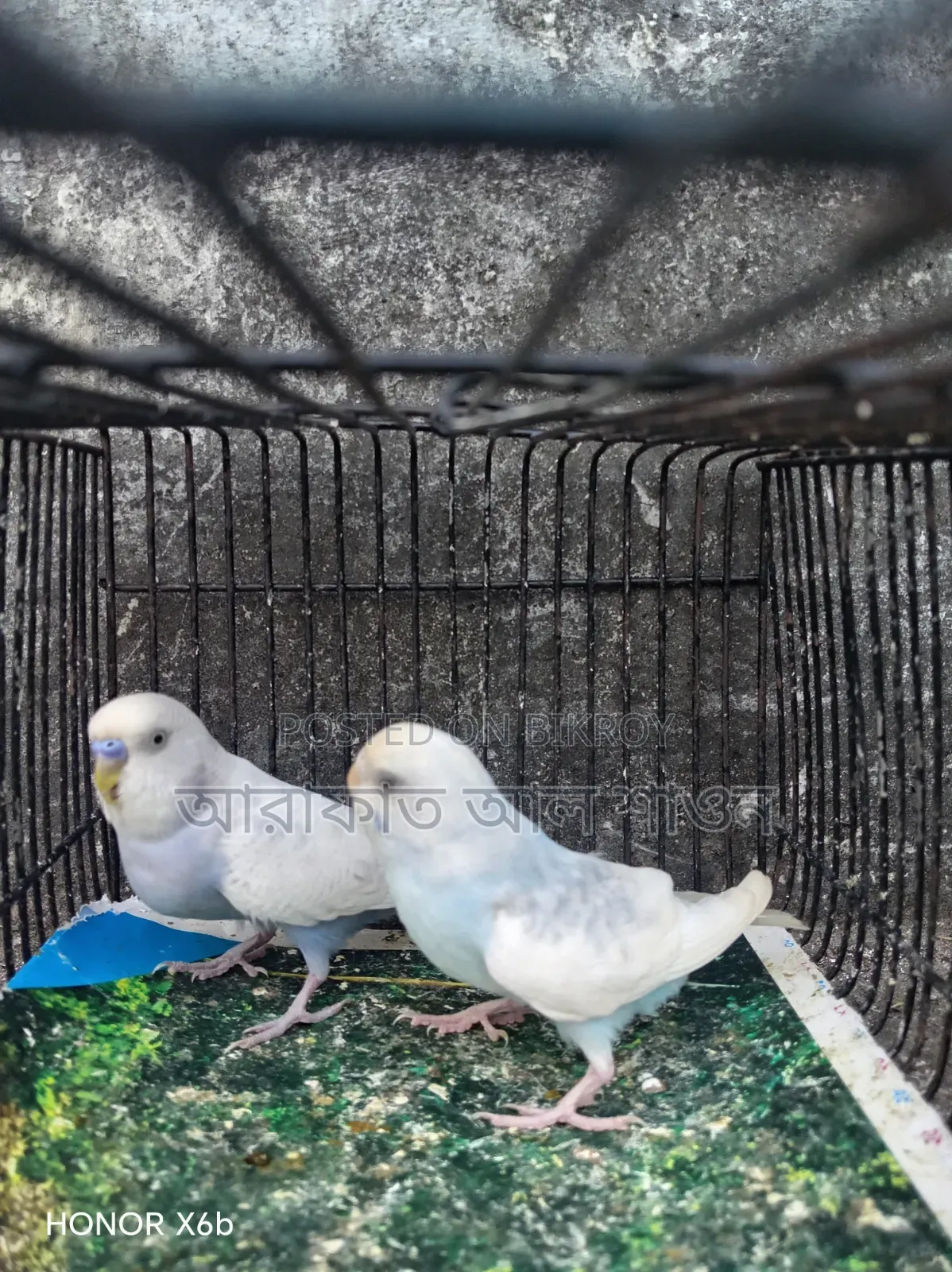 A pair of running clear wing pied budgie birds will be exchanged.