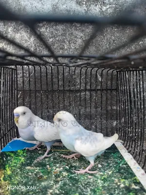 A pair of running clear wing pied budgie birds will be exchanged.