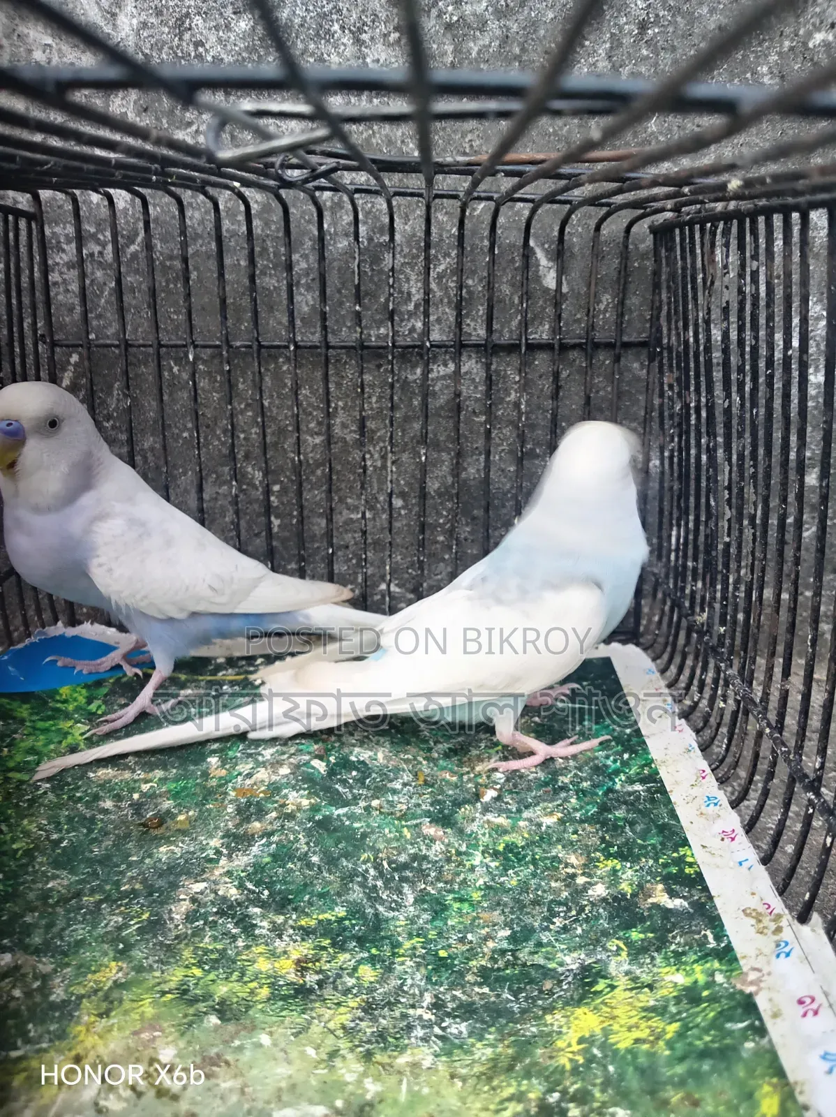 A pair of running clear wing pied budgie birds will be exchanged.