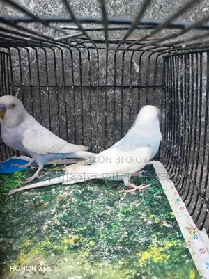 A pair of running clear wing pied budgie birds will be exchanged.