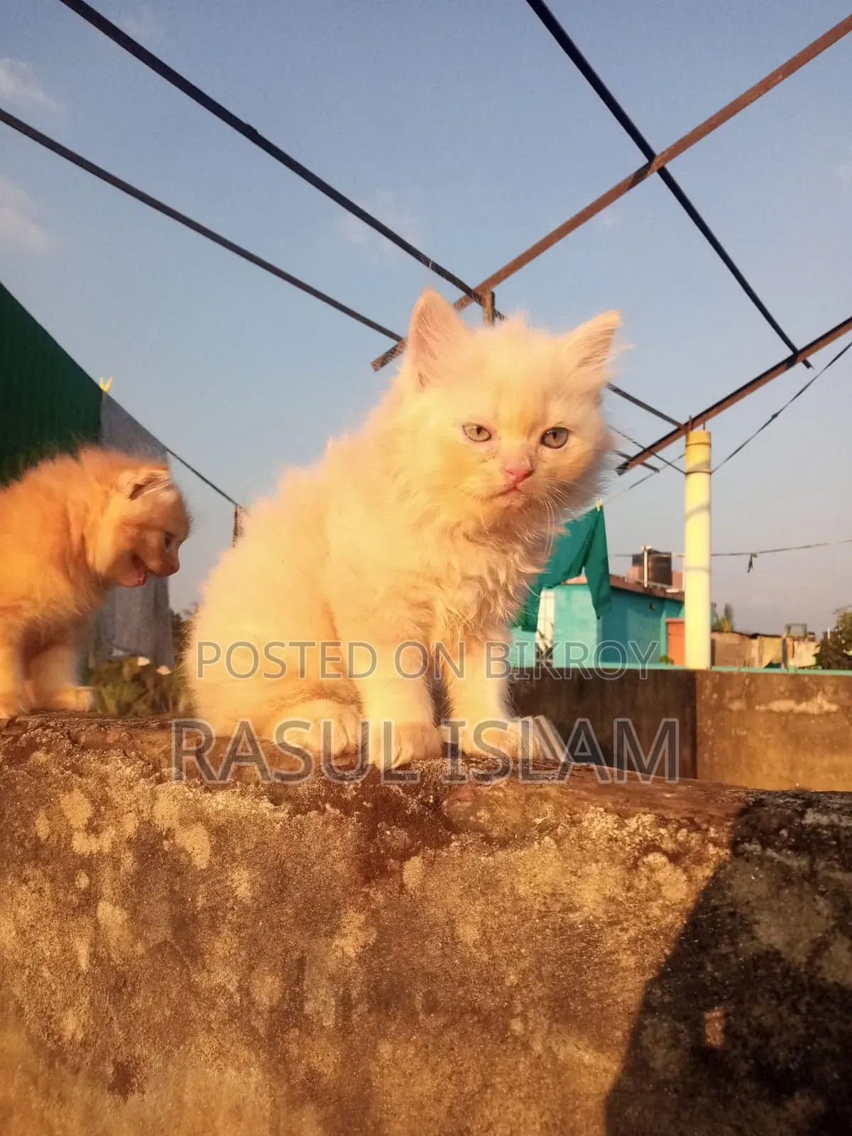 ০-১ মাস বয়সী নারী খাঁটি পার্সিয়ান