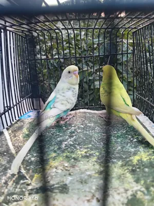 একজোড়া পাইড বাজিকার পাখি হাত বদল হবে।