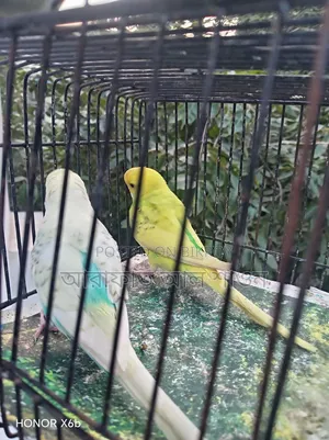 একজোড়া পাইড বাজিকার পাখি হাত বদল হবে।