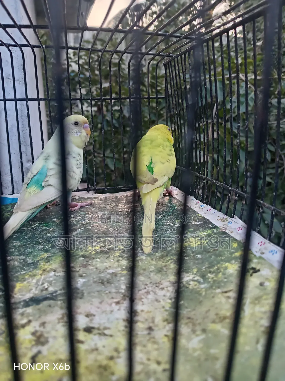 একজোড়া পাইড বাজিকার পাখি হাত বদল হবে।