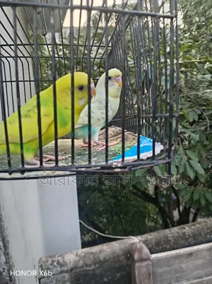 একজোড়া পাইড বাজিকার পাখি হাত বদল হবে।