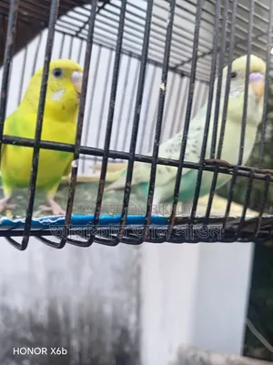 একজোড়া পাইড বাজিকার পাখি হাত বদল হবে।