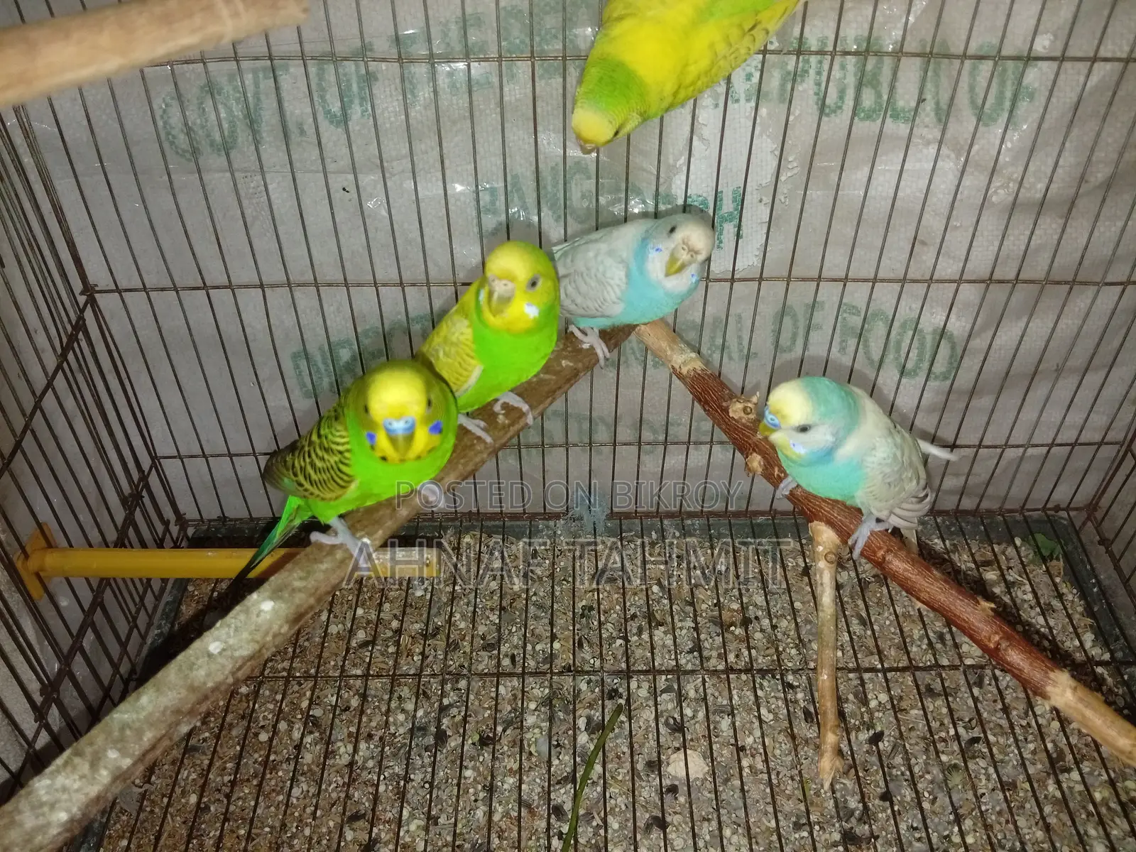 Healthy Adult Budgies
