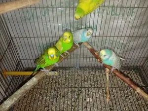 Healthy Adult Budgies