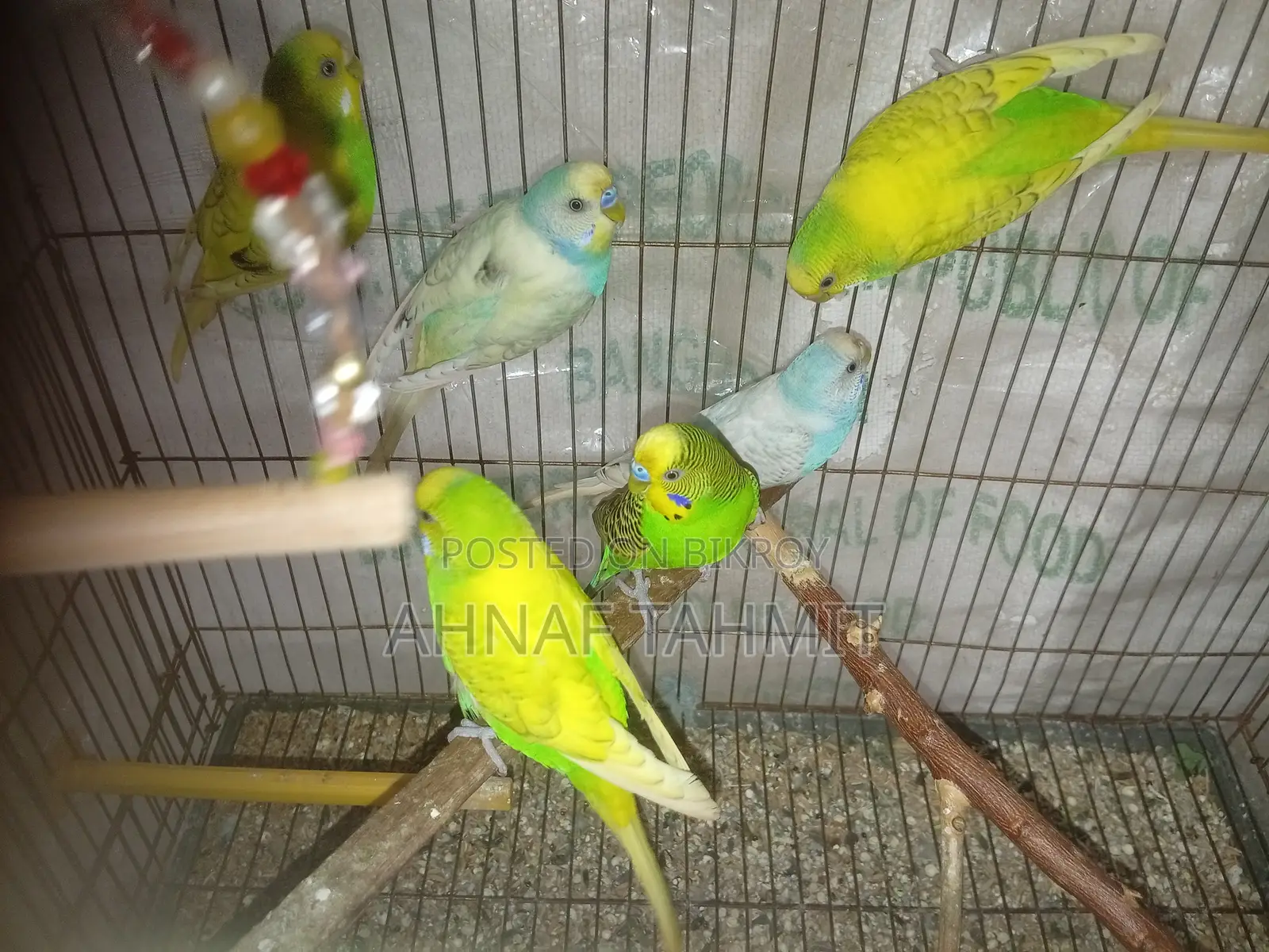 Healthy Adult Budgies