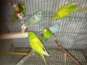 Healthy Adult Budgies