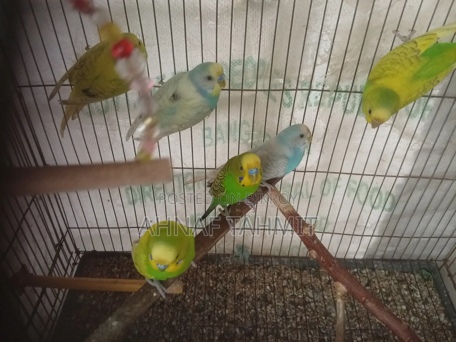Healthy Adult Budgies