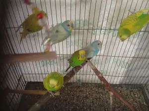 Healthy Adult Budgies